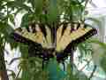 Papilio glaucus (bilateral gynandromorph) (Internet Image property of respective owner, non-commercial use only)